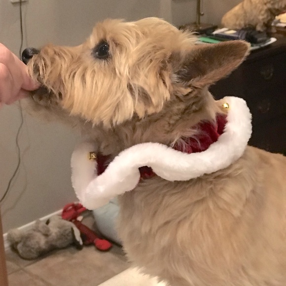 Santa Dog Ruffle
Get them quick!! - Picture 1 of 6